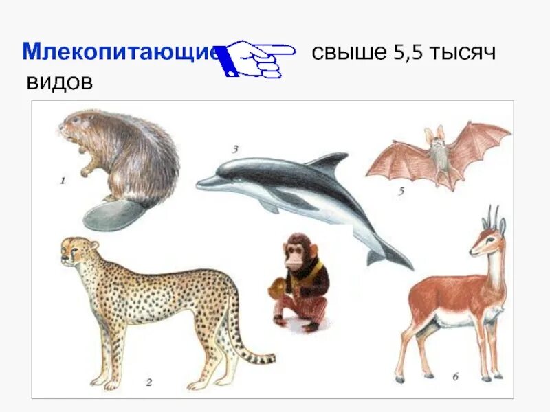 Млекопитающие животные примеры названия. Млекопитающие животные. Млекопитающие звери. Млекопитающие для детей. Млекопитающие картинки.