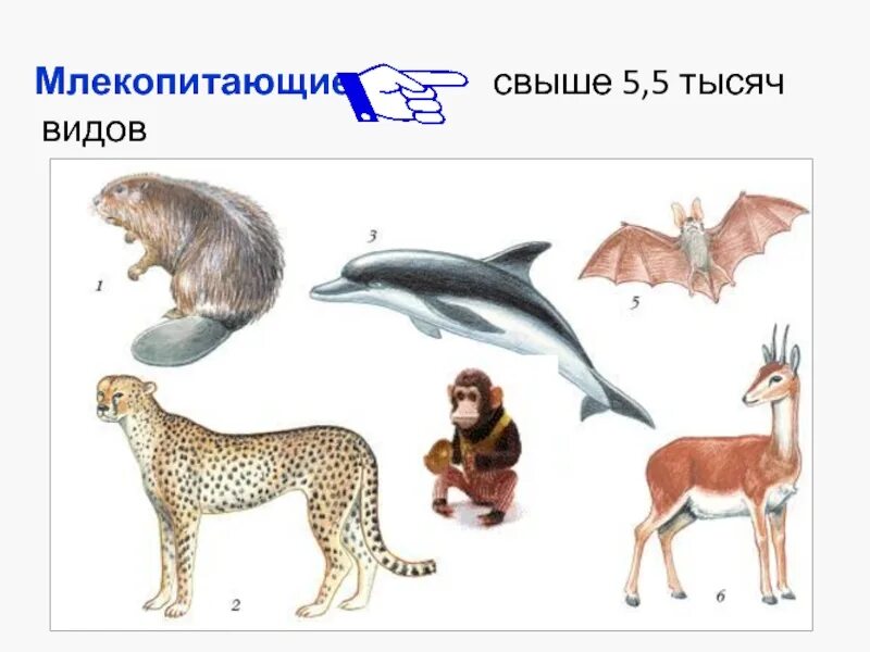 4 представителя млекопитающих. Млекопитающие звери. млекопитающие для детей. млекопитающие картинки. разнообразие млекопитающих.