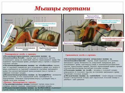 Гортань животных
