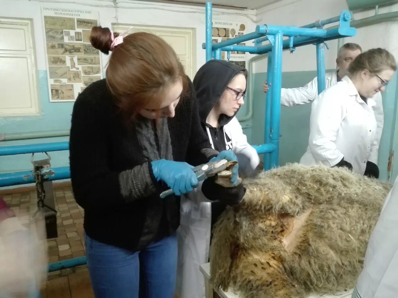 Студент ветеринарного института. Ветеринарная практика. Колледж ветеринарии в москве. Кафедра ветеринарной медицины волгау. Практика студента ветеринарного факультета.
