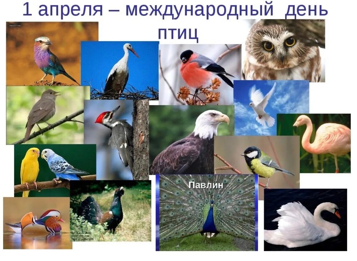 День птиц. Всемирный день птиц. 1 Апреля день птиц. День птиц фото.