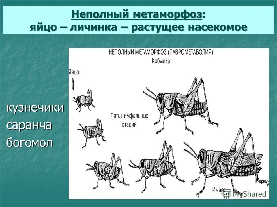 Неполное превращение личинка. Насекомые с неполным превращением. метаморфоз. метаморфоз неполный неполный. схема неполного превращения насекомых.