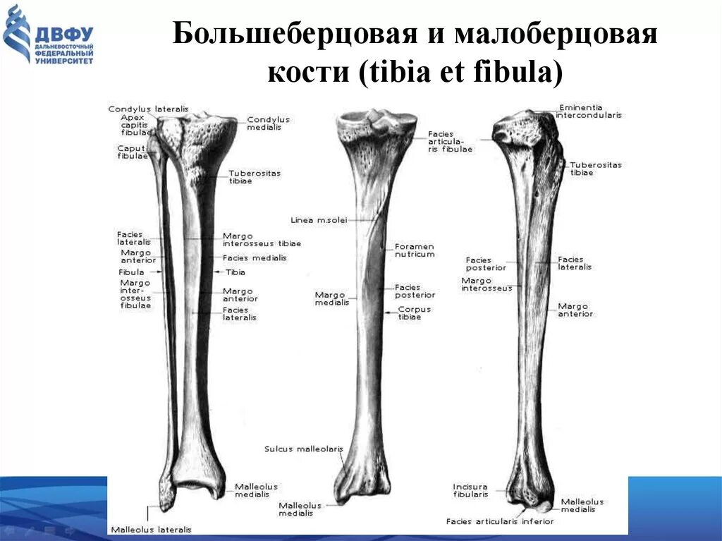 Находится берцовая кость. Большая берцовая кость анатомия человека. Большаберцоваякость анатомия. Строение малой берцовой кости. Большеберцовая кость анатомия строение.