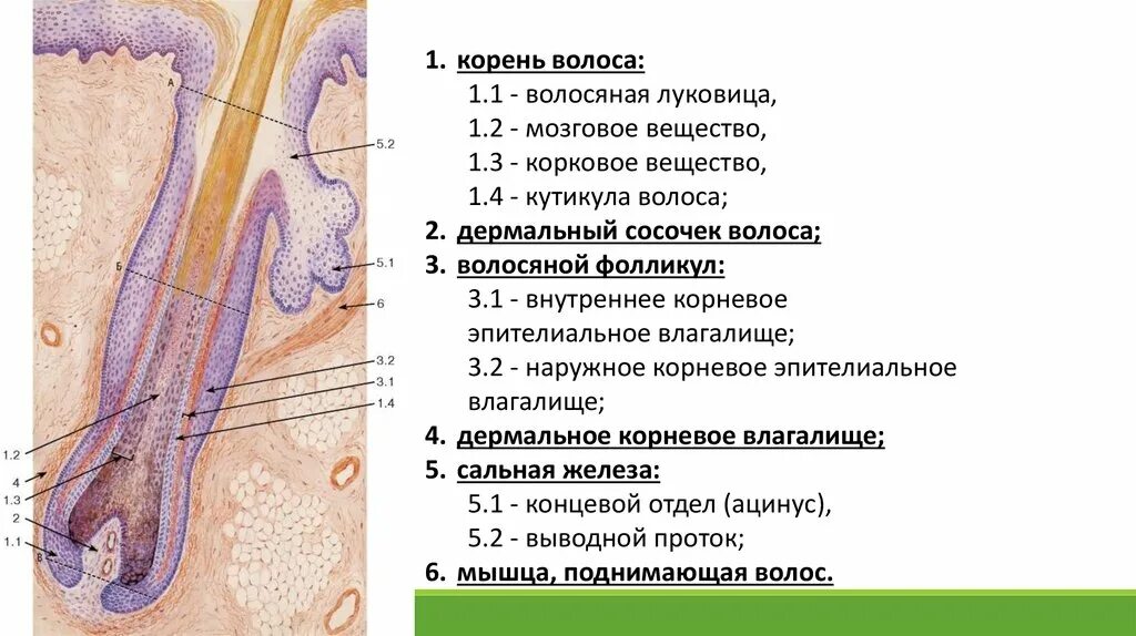 Корень волоса погружен в окруженную. Строение волосяного фолликула схема. Строение волосяного фолликула гистология. Волосяной фолликул гистология препарат. Строение фолликула волоса.