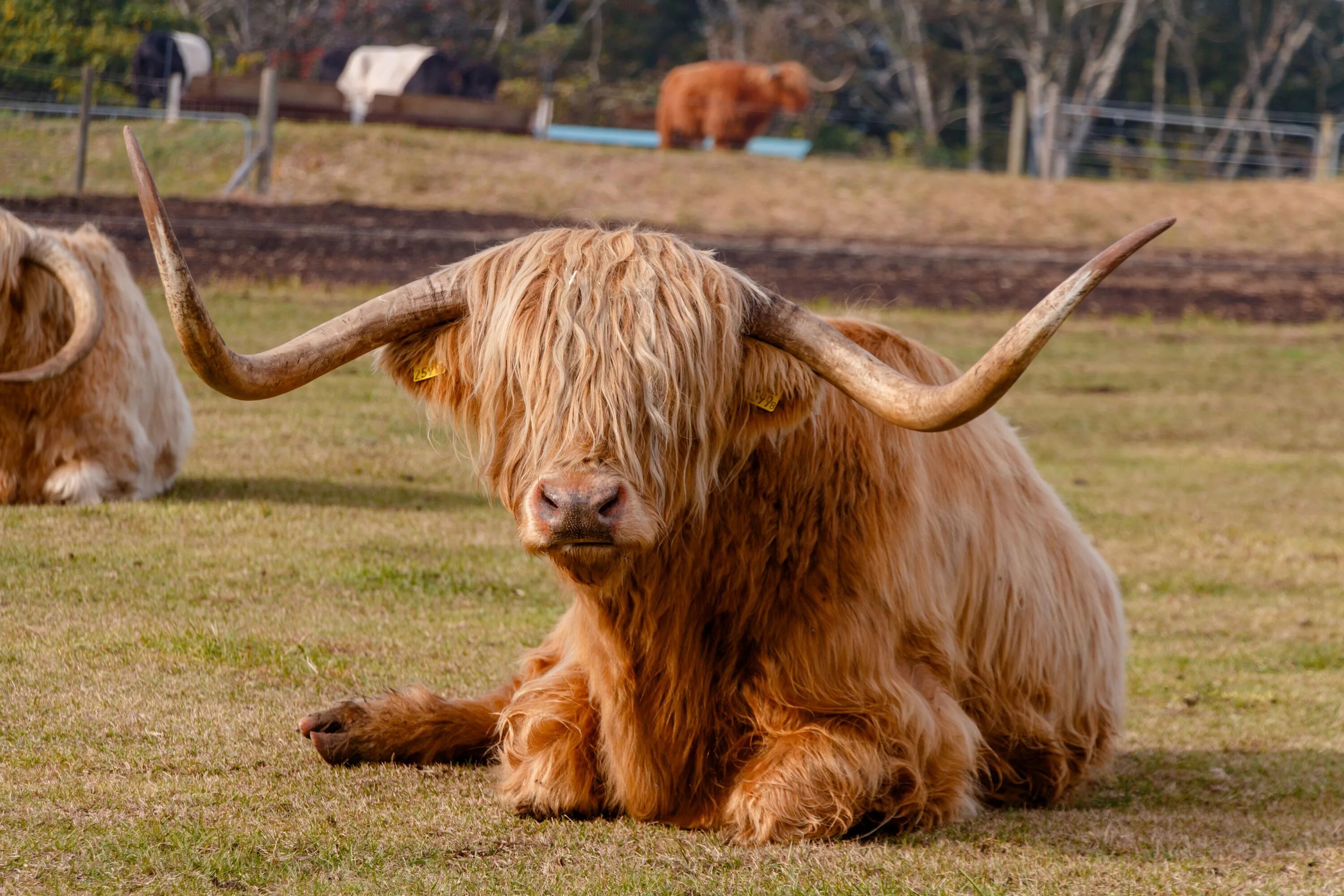 хайленд ангус теленок. бык сарлык. шотландский высокогорный теленок. шотландский бык хайленд. бык с шерстью.