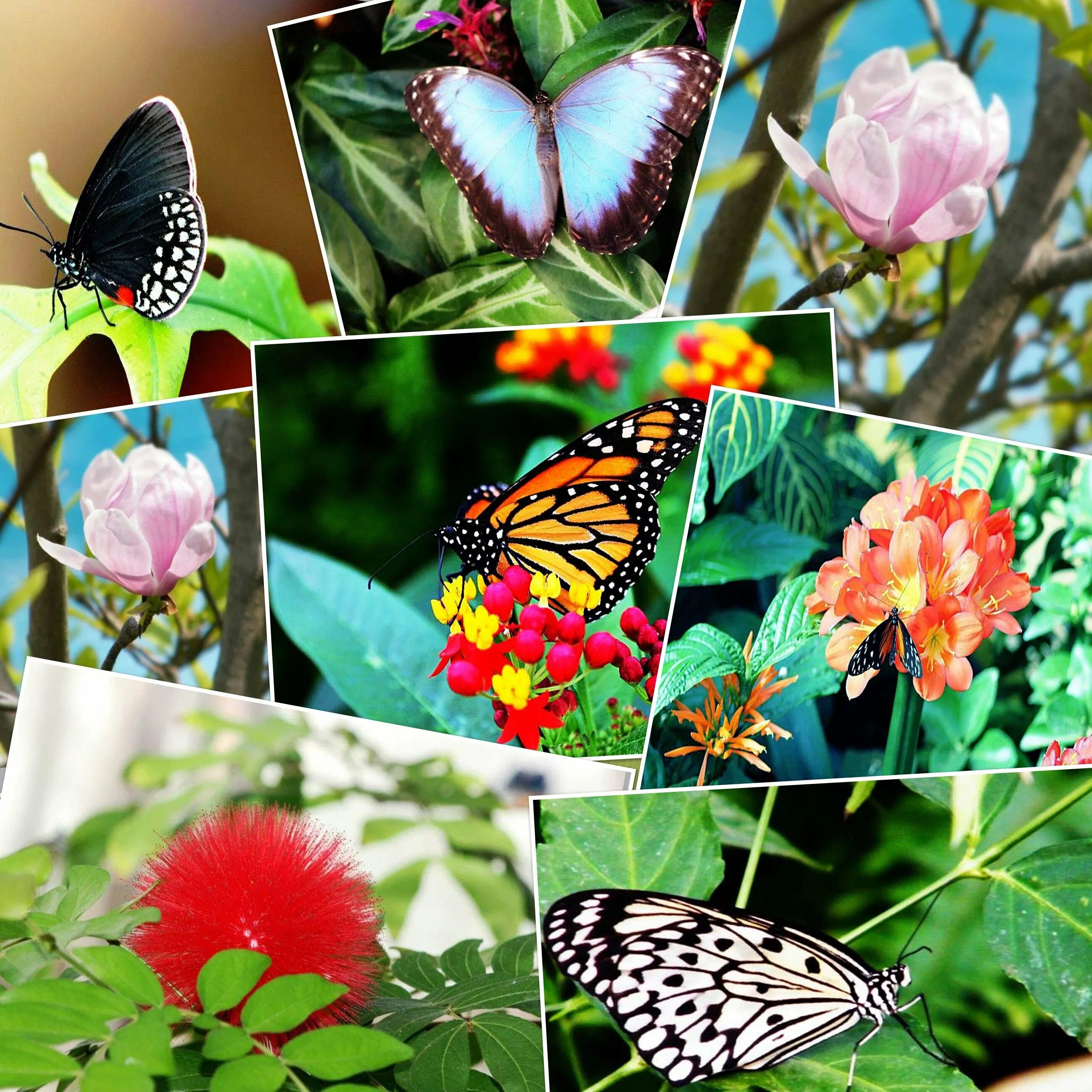 Разнообразие бабочек. Бабочки. Многообразие бабочек. Бабочки разнообразие цветов. Тропические бабочки.