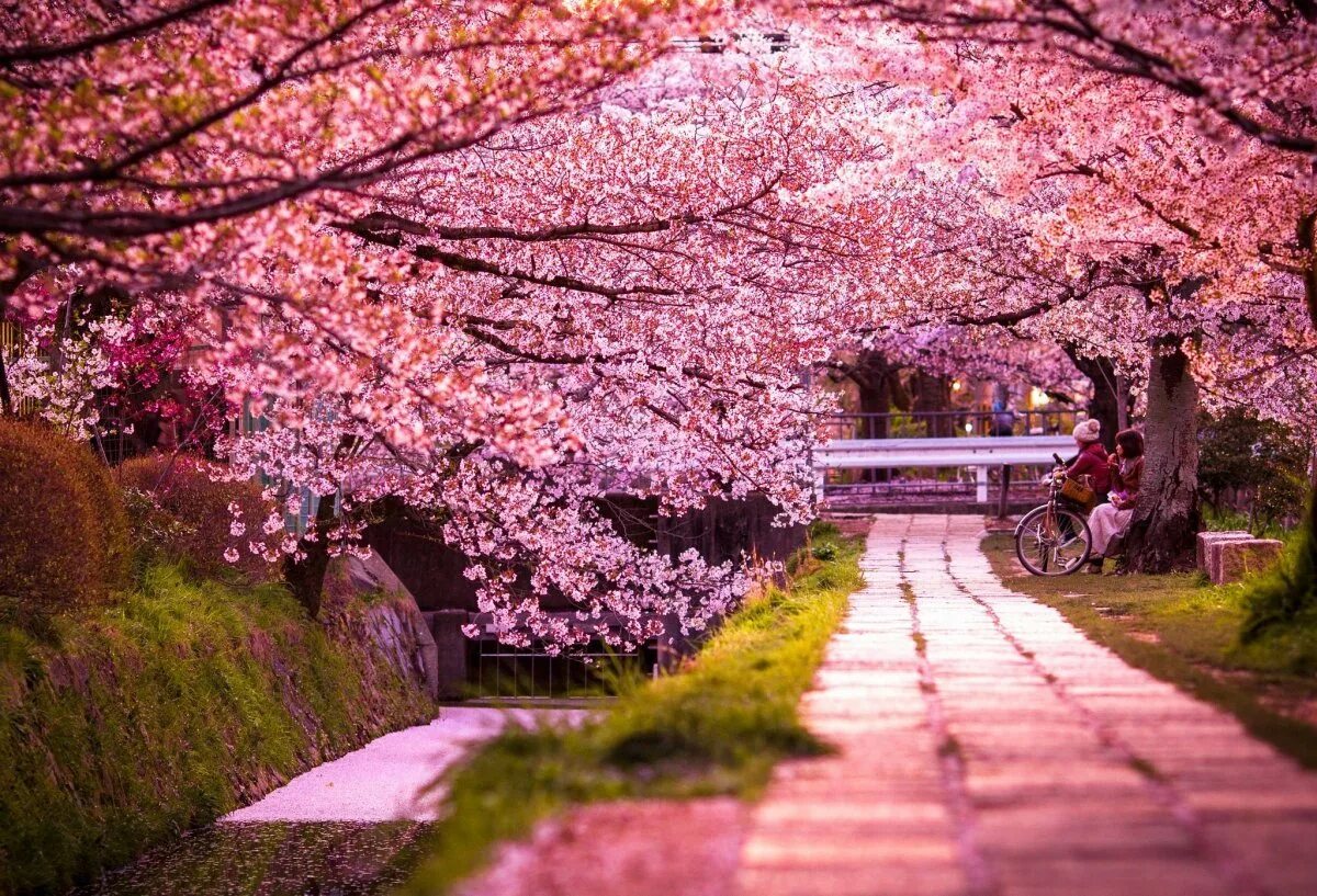 Gojo sakura