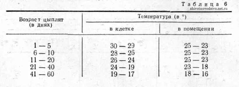 Температурная таблица для выращивания бройлеров. Температура в брудере для цыплят бройлеров таблица. Температурный режим выращивания бройлеров. Тепловой режим для цыплят бройлеров. При какой температуре можно цыплят