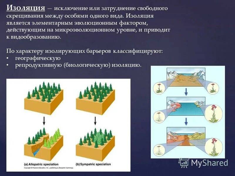 Изоляция фактор эволюции виды