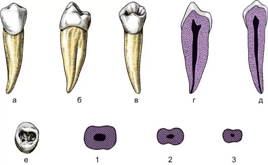 Верхний второй зуб