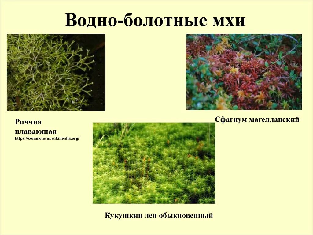 Моховидные растения сфагнум. Сфагнум болотный. Мохообразные растения сфагнум. Сфагнум магелланский. Виды мхов и лишайников