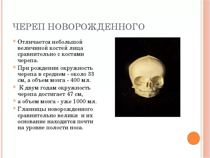 Полость мозгового черепа. Особенности строения костей лицевого черепа. Функции скелета черепа. Функции скелета черепа. Функции скелета черепа.