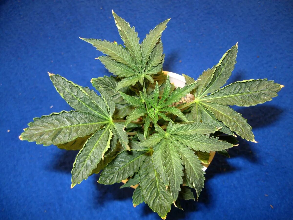 Перелив травы. Перелив конопли. Хлороз автоцвет. Перелив канабис листья. Перелив недолив конопли.