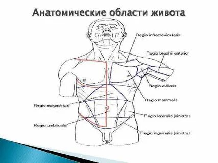 Обл тел