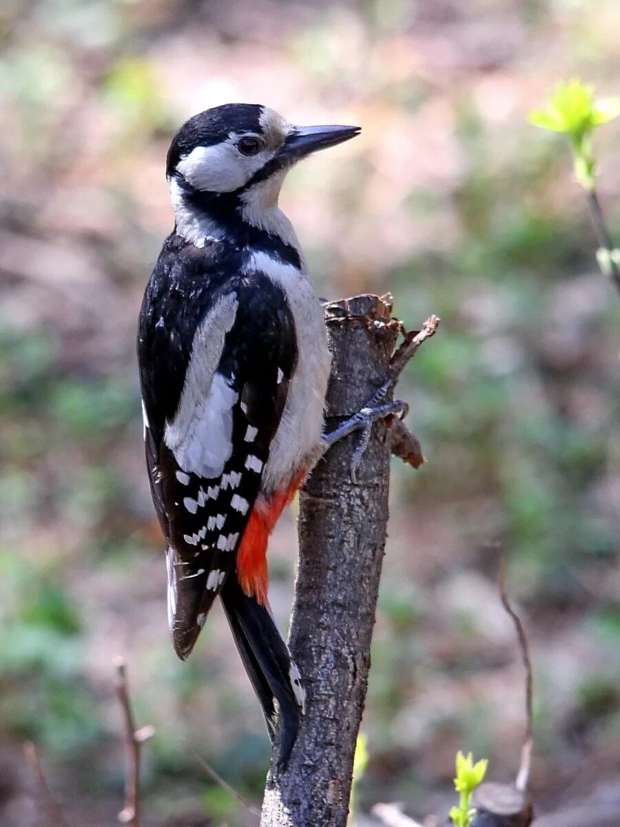 большой пёстрый дятел. пестрый дятел какой дятел. большой пёстрый дятел. пёстрые дятлы. большой пестрый дятел краткое описание.