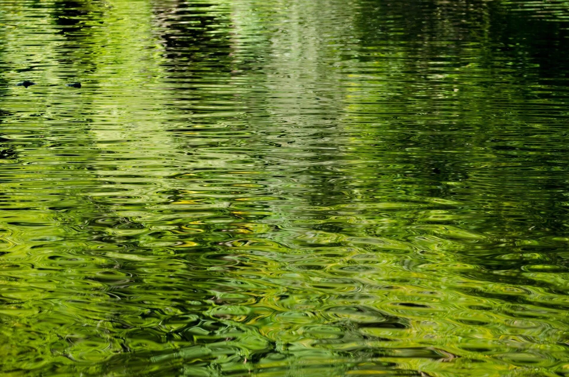 Водная гладь реки. Зеленая вода. Текстура воды. Вода в пруду. Прозрачная зеленая вода