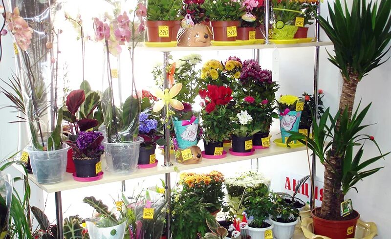 Цветочные магазины на коммунистическом. Цветы сыктывкар к дню рождения. Цветы сыктывкар. Цветы эжва. Лотос сыктывкар цветы.