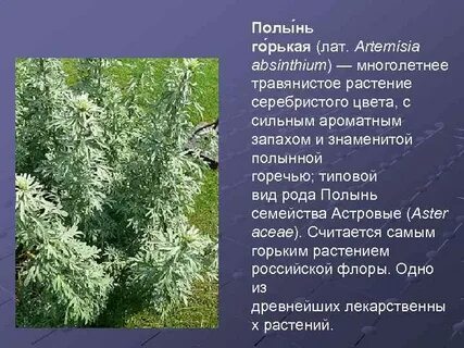 Полынь горькая кратко