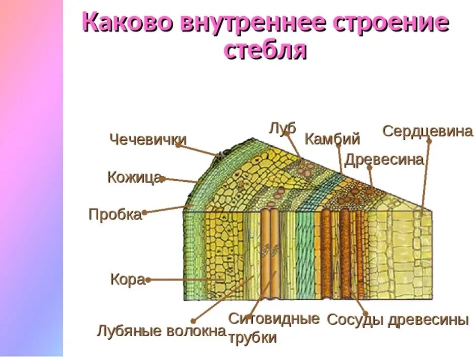 Записать особенности строения стебля. Внутреннее строение стебля 6 класс биология рисунок. внутреннее строение стебля древесного растения таблица. внутреннее строение древесного стебля 6 класс биология. внутреннее строение стебля дерева 6 класс биология.