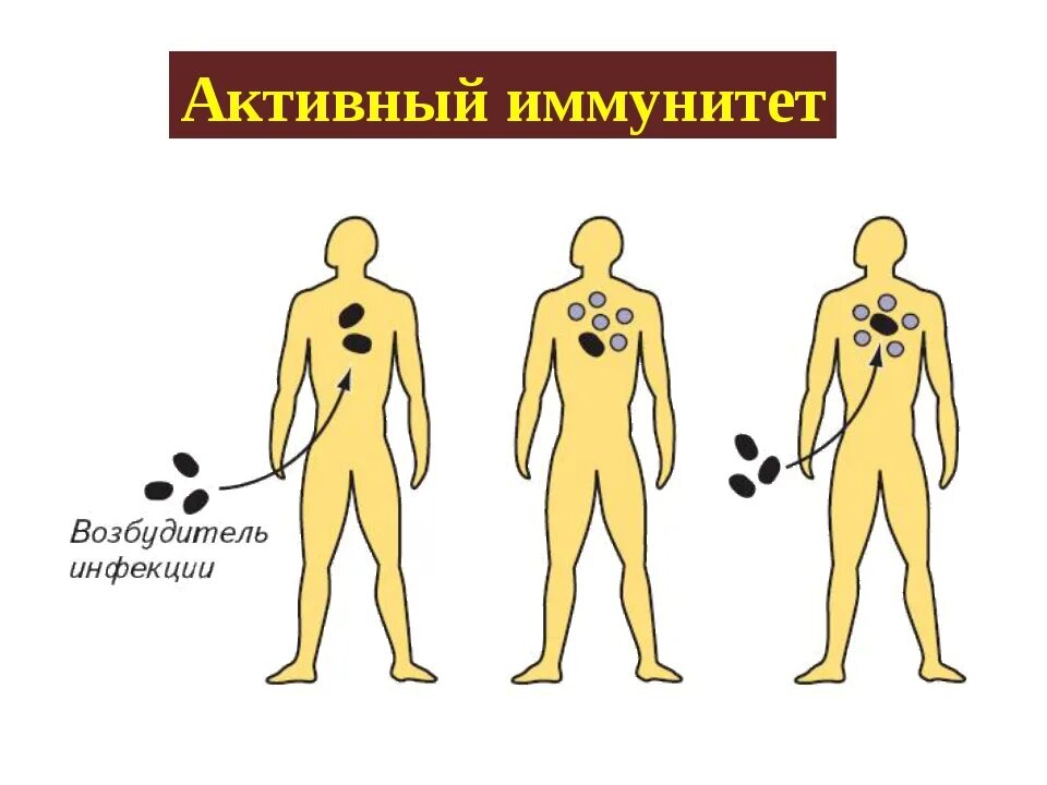 Активный естественно приобретенный иммунитет. Активный иммунитет. Естественный активный иммунитет. Активный и пассивный иммунитет. Приобретенный активный иммунитет.