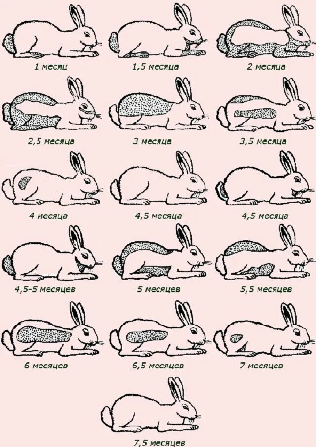Сколько лап у кролика. Схема линьки кролика. Как узнать сколько Возраст кролика. Линька у кроликов декоративных по месяцам. Возрастная линька у кролика.