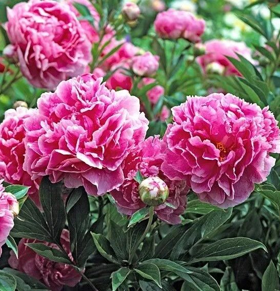 В пионовом саду. Пионы в августе. Пионы в августе. Пион maximus. Пион (paeonia auguste dessert) 2/3.