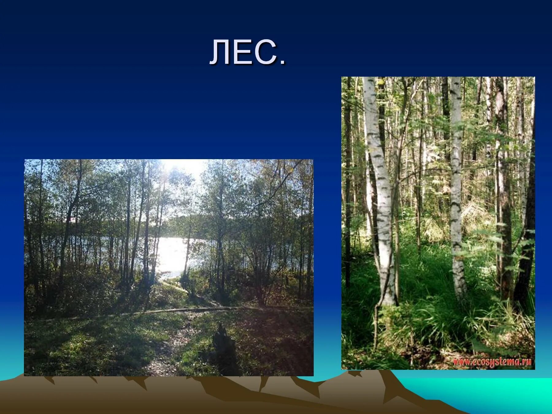 Окружающему миру разнообразие природы родного края. Лес нашего края. Разнообразные природы родного края. Разнообразие природы нашего края. Лес родного края.