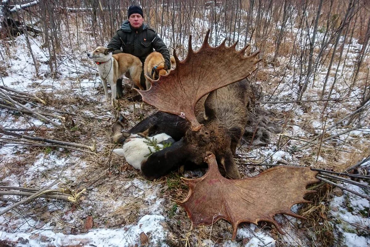 добыча лосей