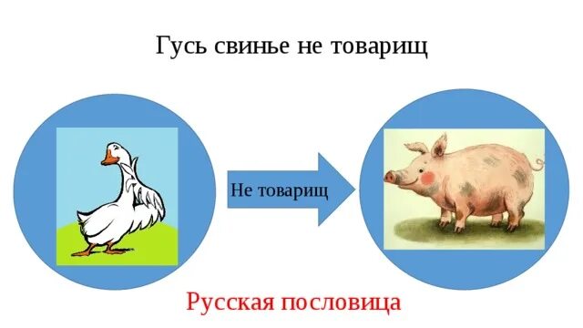 Гусь свинье не товарищ пословица. Свинье не товарищ пословица значение. Гусь свинье не товарищ продолжение пословицы. Поговорка гусь свинье. Свинье не товарищ пословица значение.