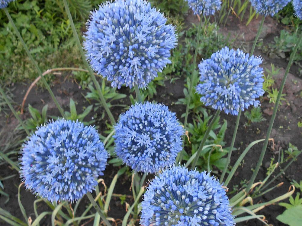 Лук