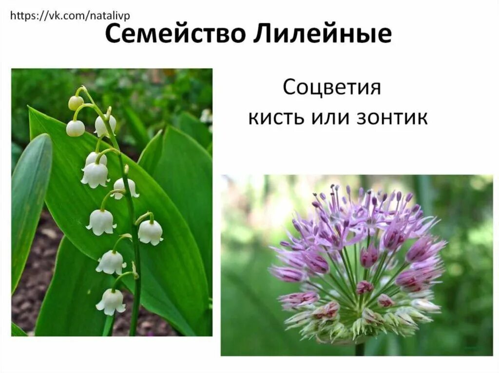 Соцветие лилейных растений. Соцветия кисть зонтик или метелка лилейные. Семейство лилейные соцветие. Семейство лилейные соцветие. Соцветие цветка семейства лилейные.