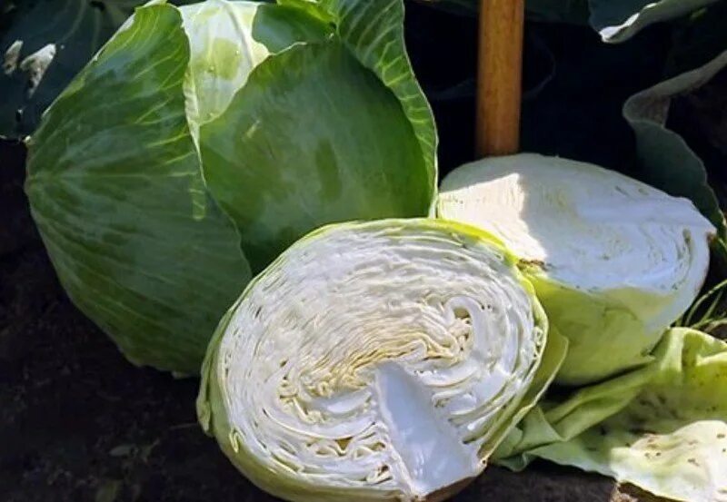 Харьковский сорт капусты