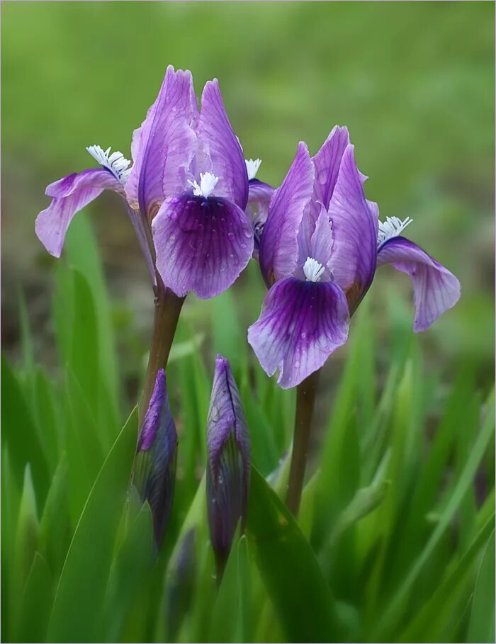 ирис какое семейство. ирисы касатиковые. ирис сибирский высота растения. ирис щетинистый. Uniflorum wisley blue ирис.