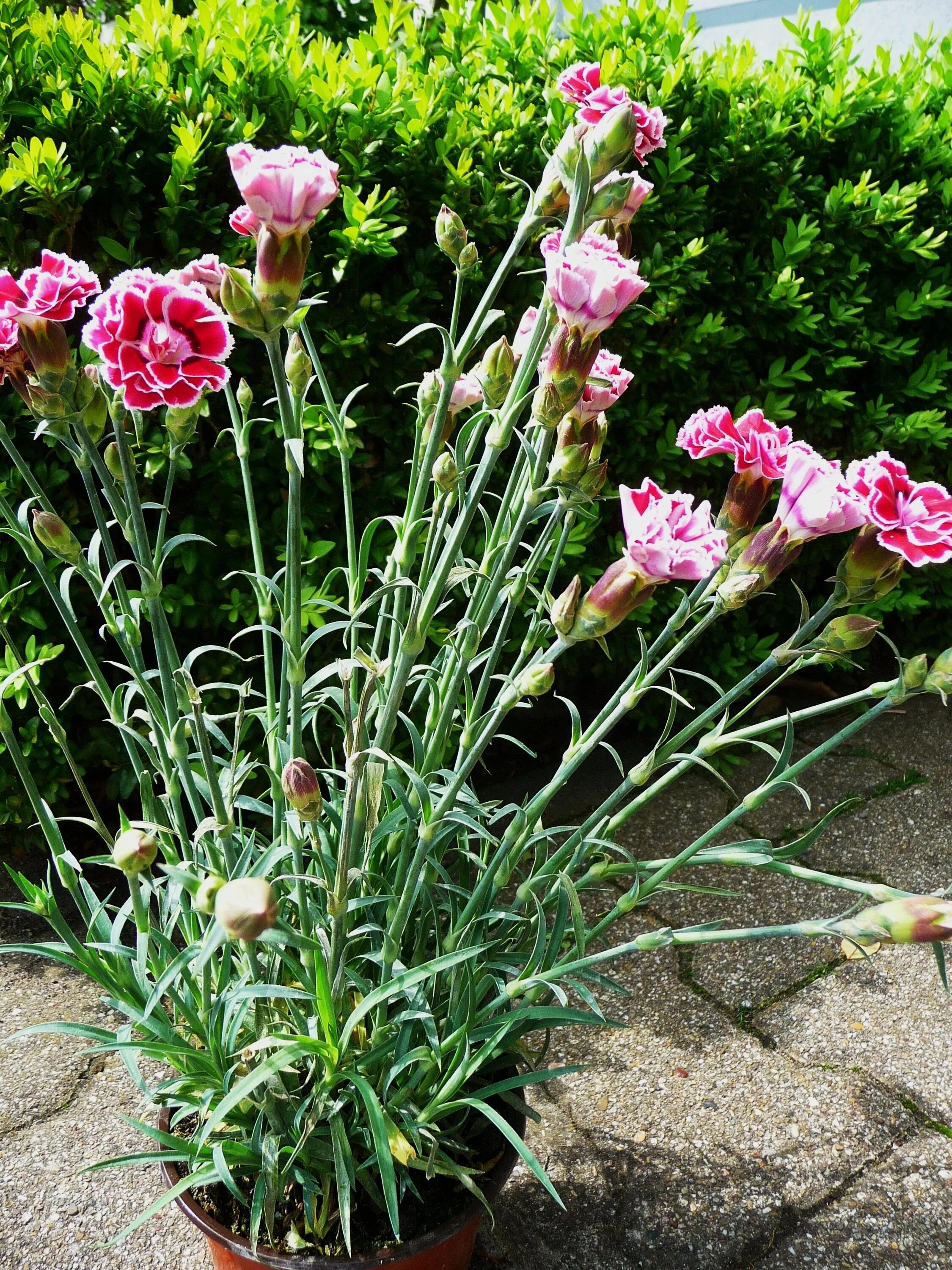 Когда садить гвоздику. Гвоздика Садовая Авранчин. Гвоздика Садовая (Dianthus caryophyllus) "Chabaud". Гвоздика многолетняя низкорослая. Гвоздика Dianthus caryophyllus.