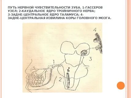 Чувствительные нервные узлы