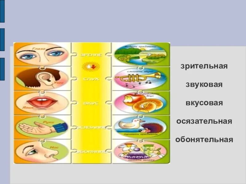 Органы чувств. Органы чувств 2 класс. Вкусовая Зрительная обонятельная. Наши помощники органы чувств. Презентация органы чувств 3 класс окружающий мир