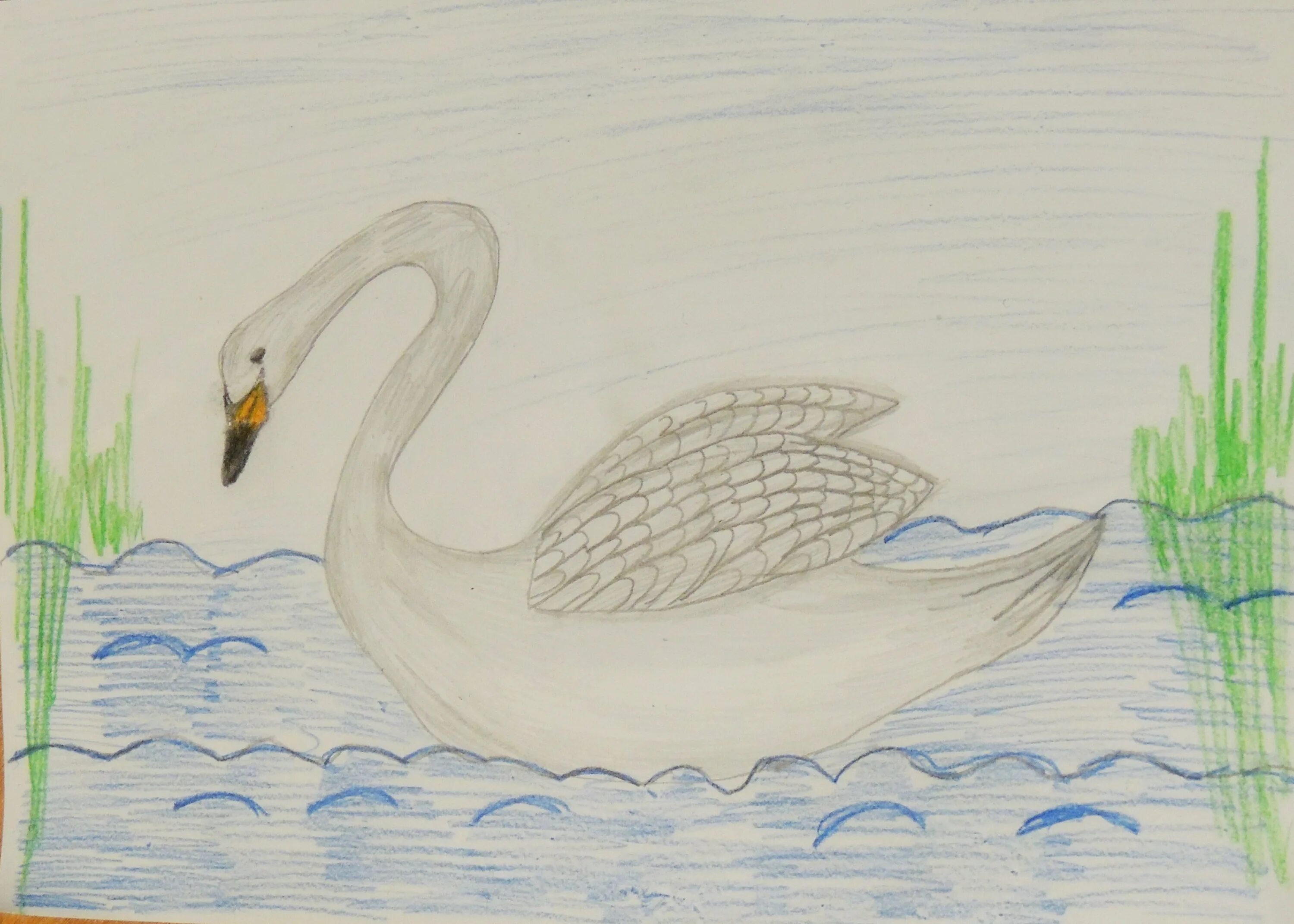 Приемыш мамин сибиряк отзыв 4 класс. Приёмыш мамин Сибиряк раскраска. Лебедь рисунок карандашом. Рисунок лебедей на озере карандашом. Лебеди на озере карандашом.