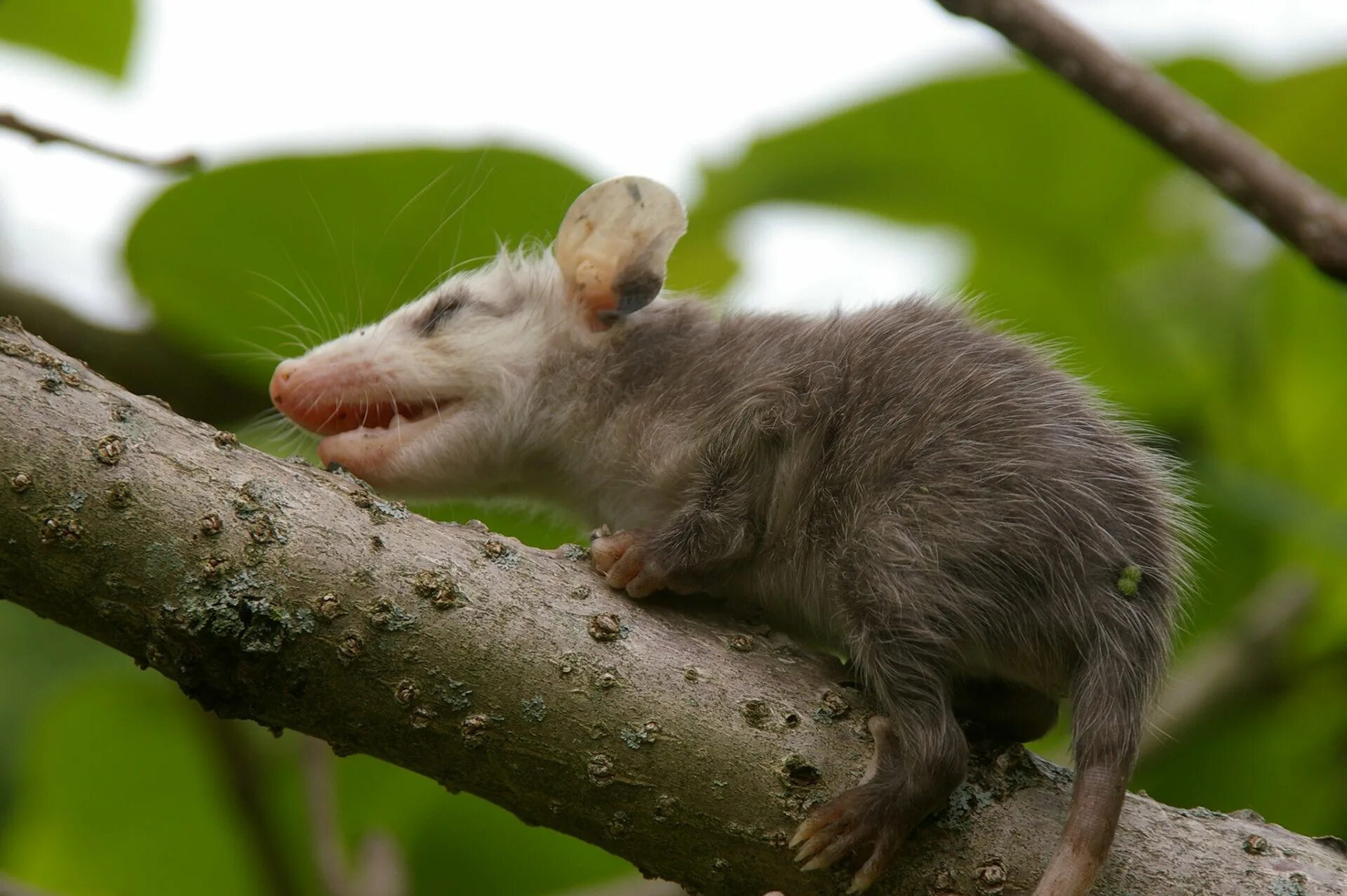 сумчатая крыса. сумчатый тушканчик австралии. болотная сумчатая мышь. северная сумчатая мышь. сумчатый грызун.