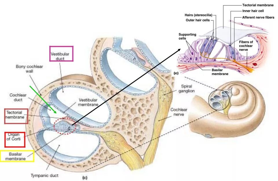 Кортиев орган вестибулярный аппарат. Строение улитки Кортиев орган. Строение улитки уха анатомия. Строение улитки внутреннего уха. Строение улитки внутреннего уха человека.