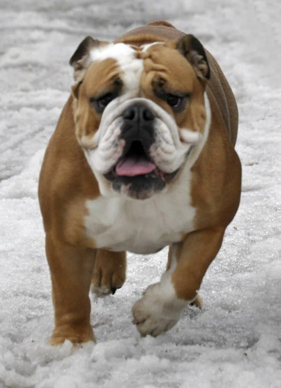 порода булли. французский бульдог купированные уши. бостон терьер с купированными ушами. бульдог купированный. американский булли купирован.