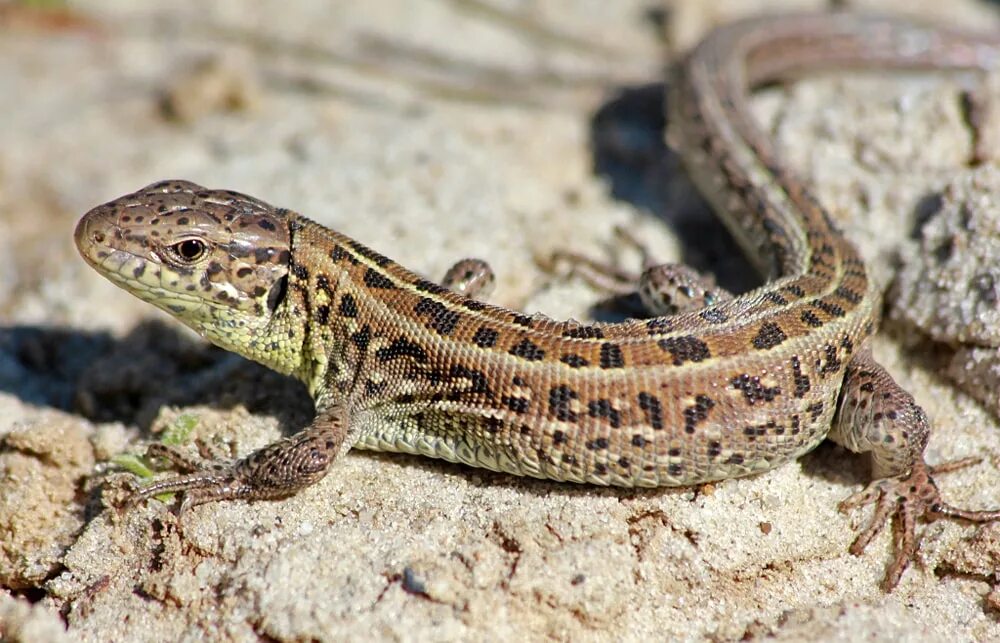 Ящерица прыткая (лат. Lacerta Agilis). Прыткая ящерица Lacerta Agilis. Ящерица прыткая горнокрымская. Ящерица прыткая (Lacerta Agilis Linnaeus). Ящерица бурая