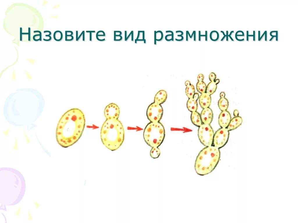 Пример процесса иллюстрирующего размножение у животных. Реакция размножения. нарисовать бесполое размножение. зарисовки по теме половое размножение. размножение милые картинки биология.