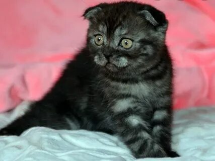 Черный окрас шотландских кошек