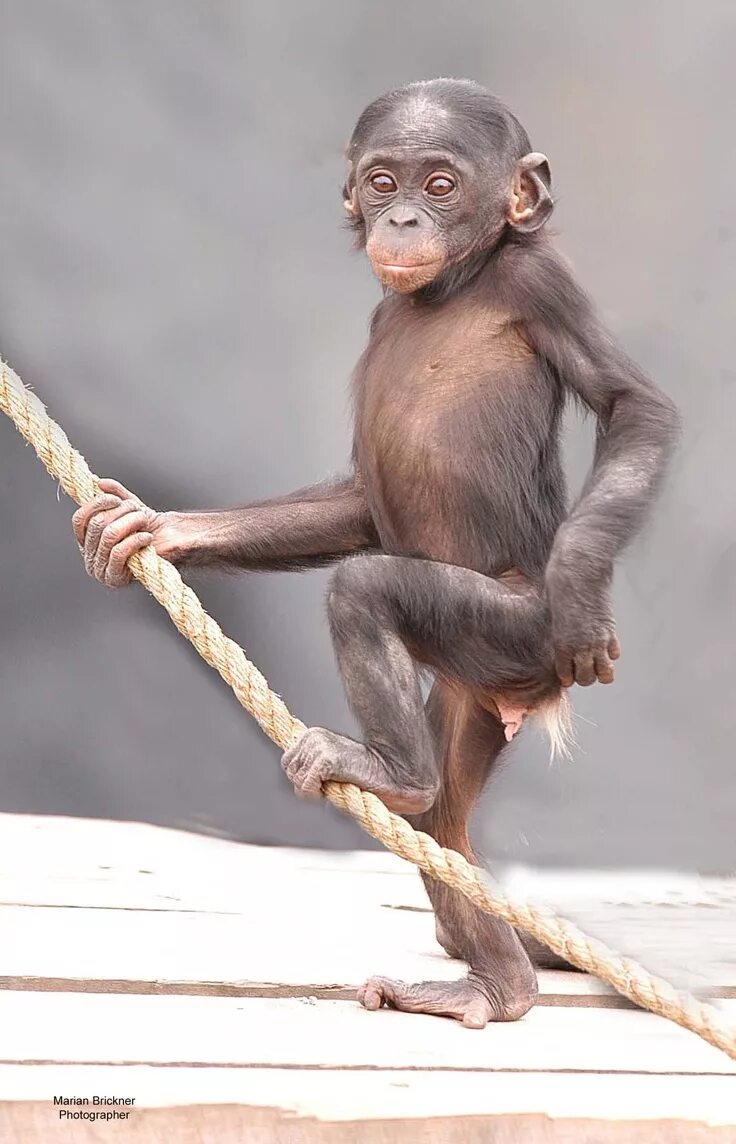 Обезьянка на руках. Обезьянка лежит. Обезьяна. Перуанская коата. Maymunchechak.