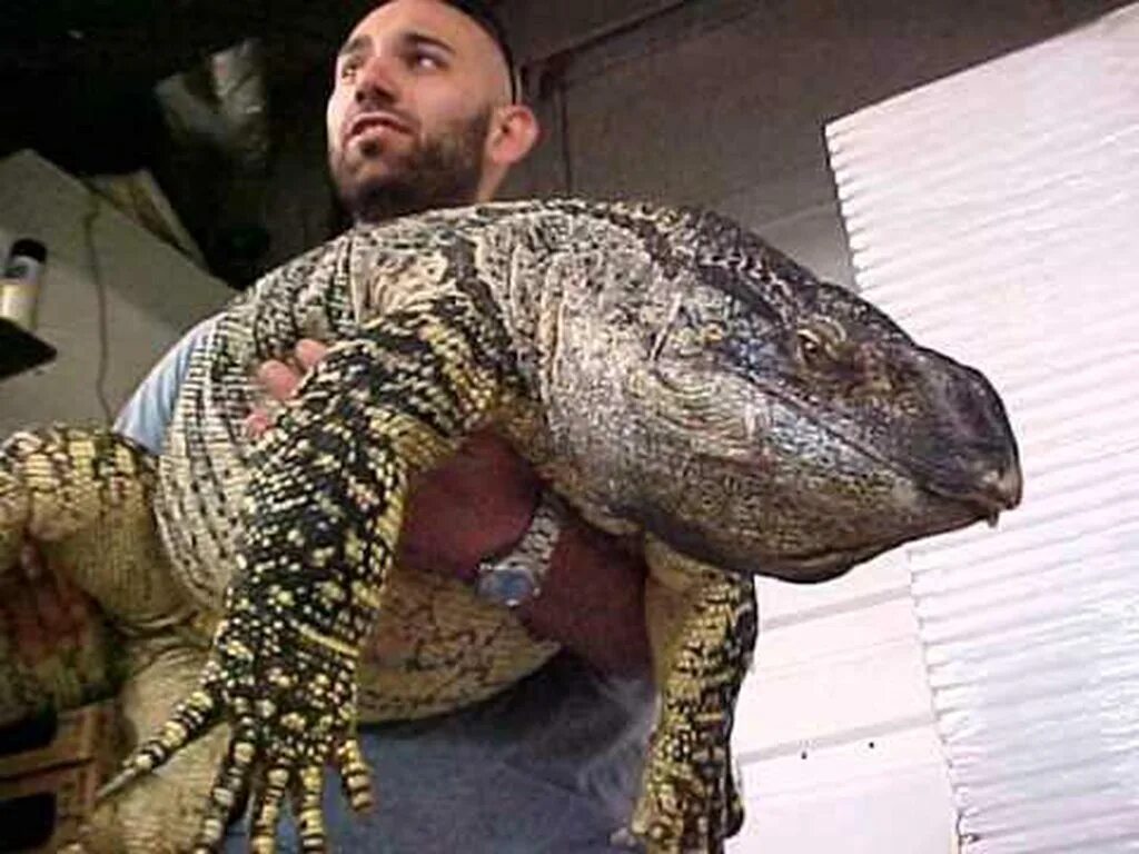 Big lizard