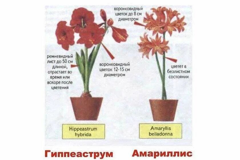 Как заставить цветок цвести. Гиппеаструм амариллис. Гиппеаструм амариллис цветения. Гиппеаструм период цветения. Амариллис цветок комнатный периодичность цветения.