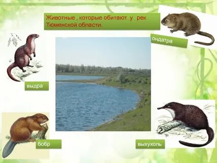Кто обитает в реке