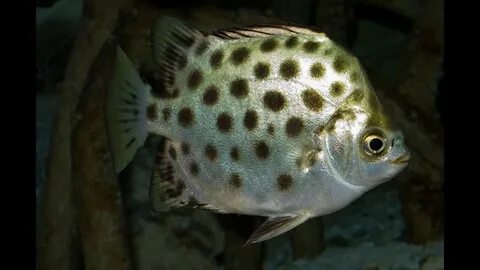 Пятнистые аквариумные рыбки