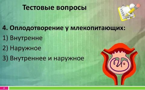 Оплодотворение внутреннее млекопитающие