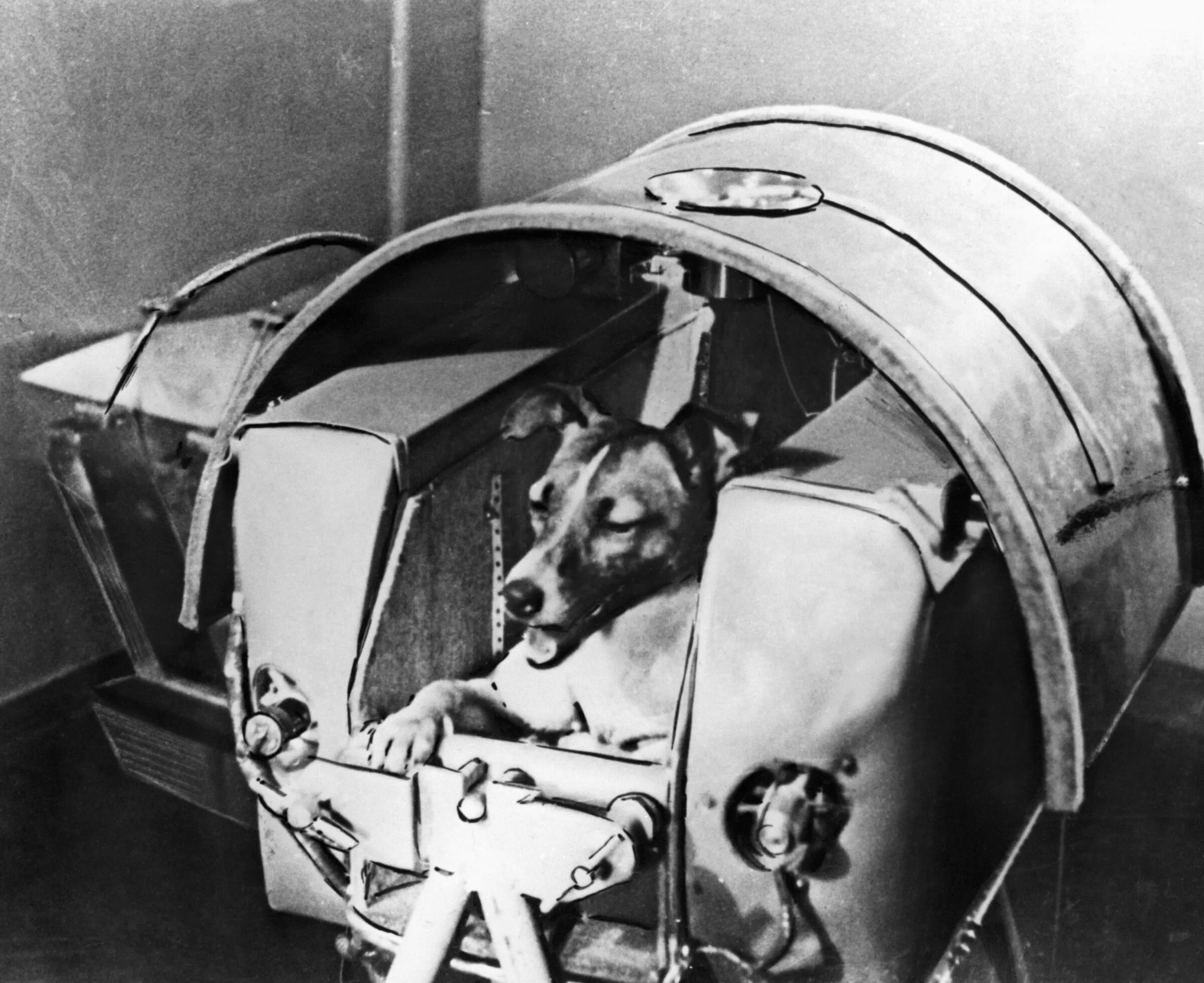 Собаки которые полетели в космос. Белка и стрелка полёт в космос 1958. лайка 1957. собака космонавт лайка 1957 год. собака лайка в космосе.
